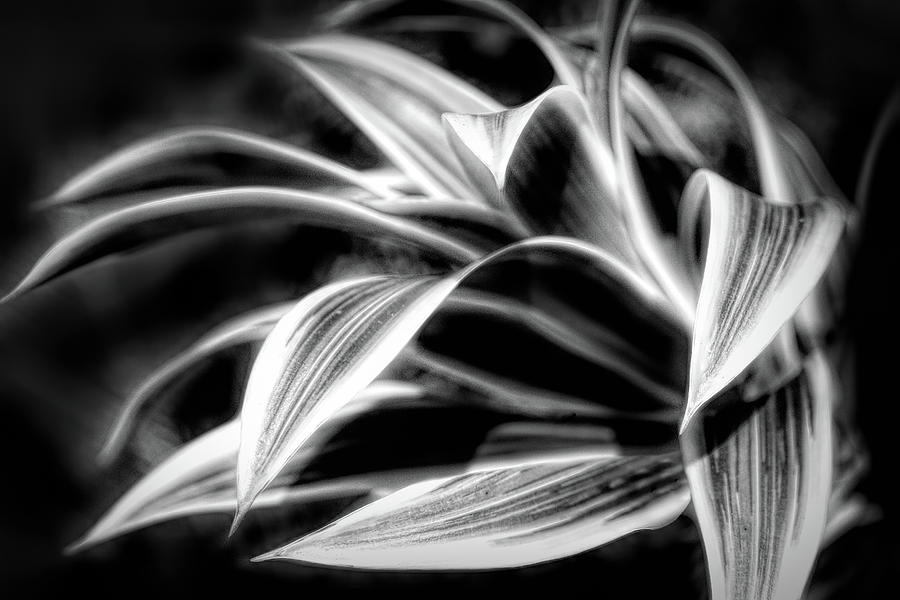 Creative Botanicals Black and White Photograph by Debra and Dave Vanderlaan