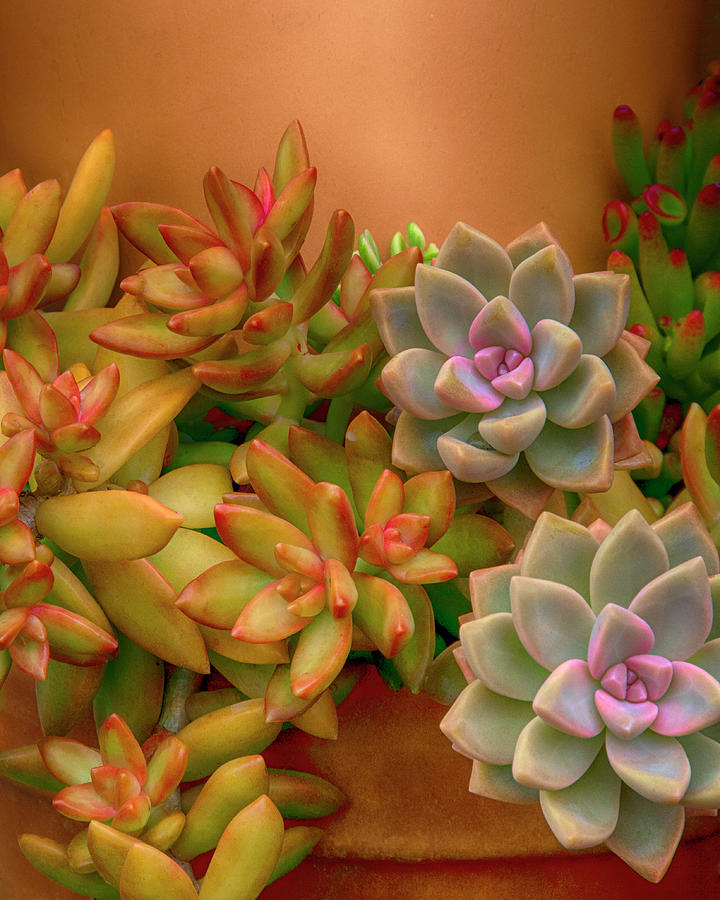 Creative Gardening with Succulents Photograph by Mitch Spence