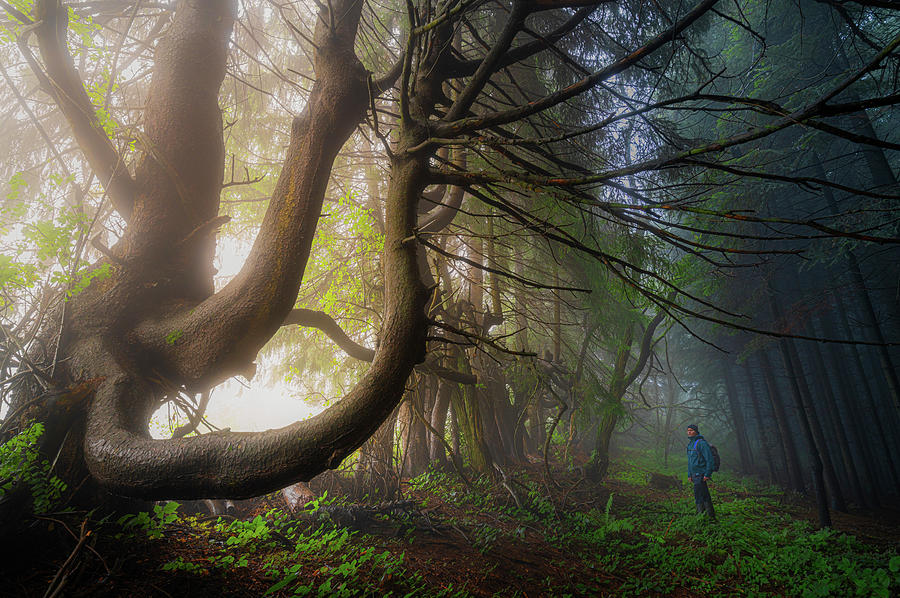 Creature of the forest Photograph by Cosmin Stan