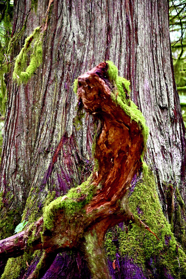 Creature of the Woods At Rest Photograph by Brian Sereda