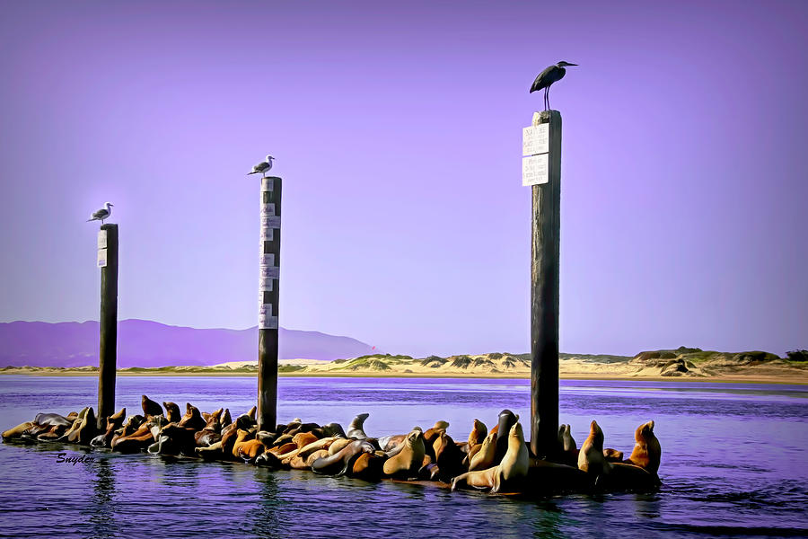 Creatures At Home In The Bay Colorized Photograph by Barbara Snyder