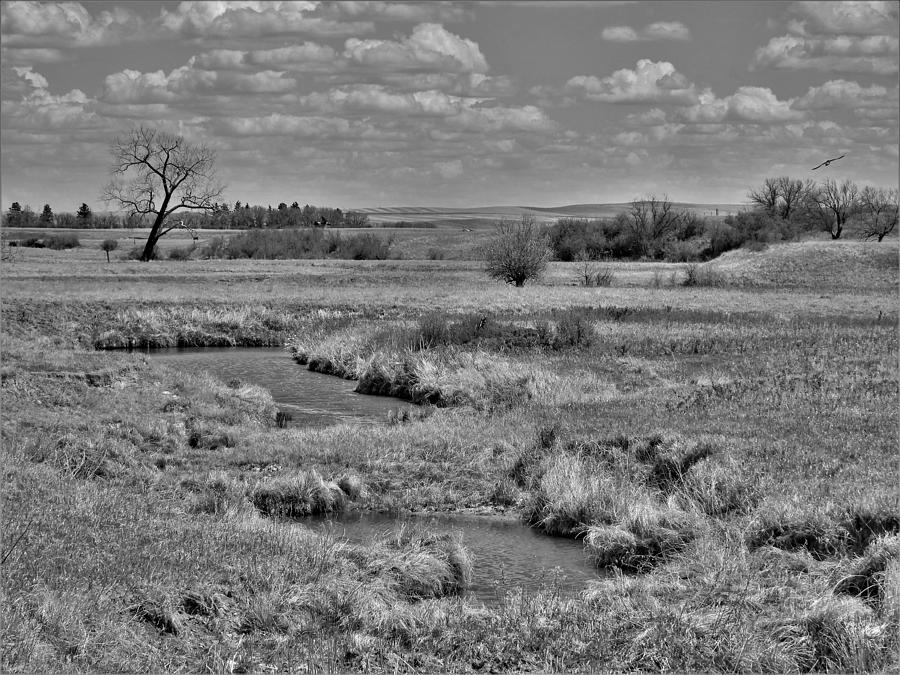 Creek and Flying Swallows in Black and White Photograph by Amanda R Wright