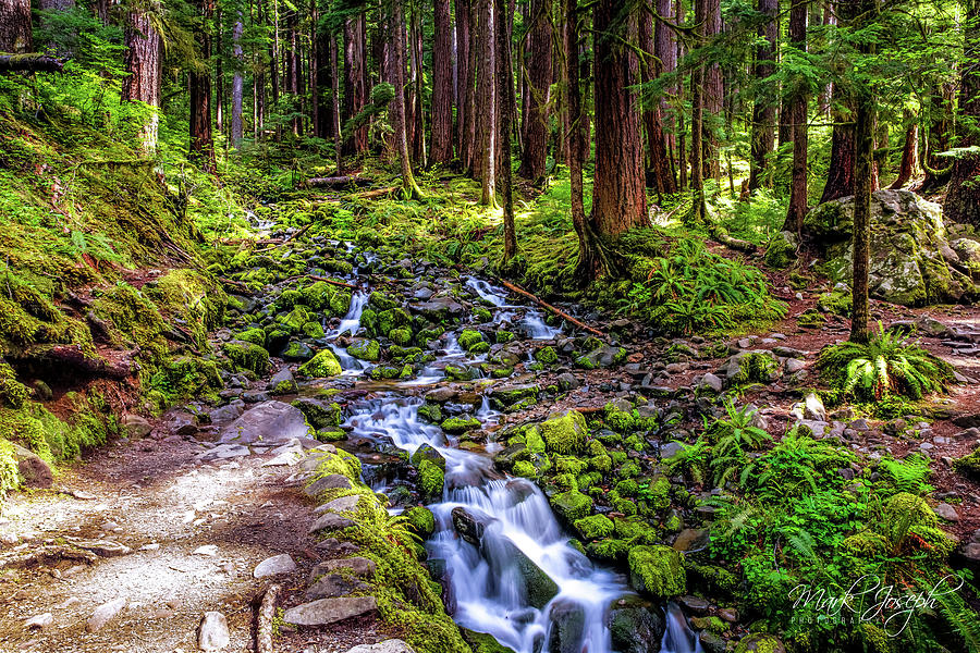 Creek at Olympic NP Photograph by Mark Joseph