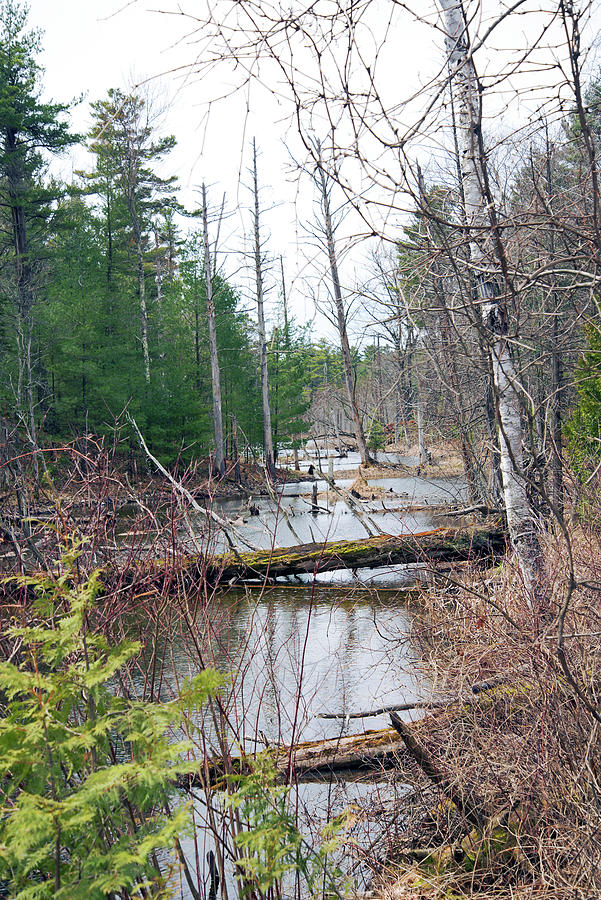Creek At The Lake Photograph