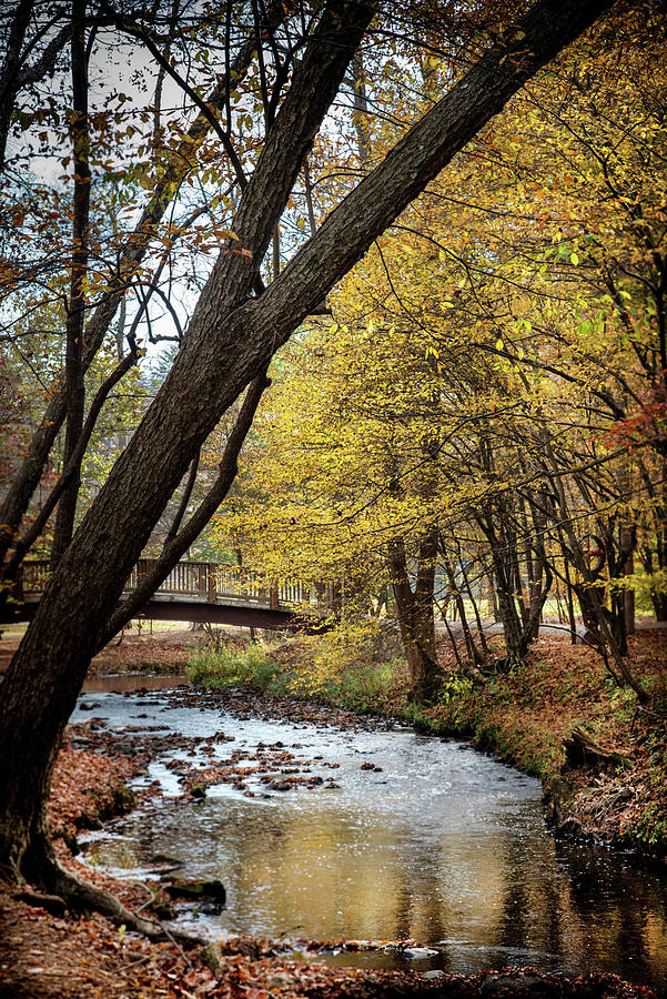 Creek Bridge And Trees Photograph by Greg Mimbs