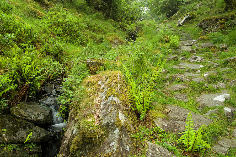 Creek flowing along hiking trail in the Killarney National Park ...