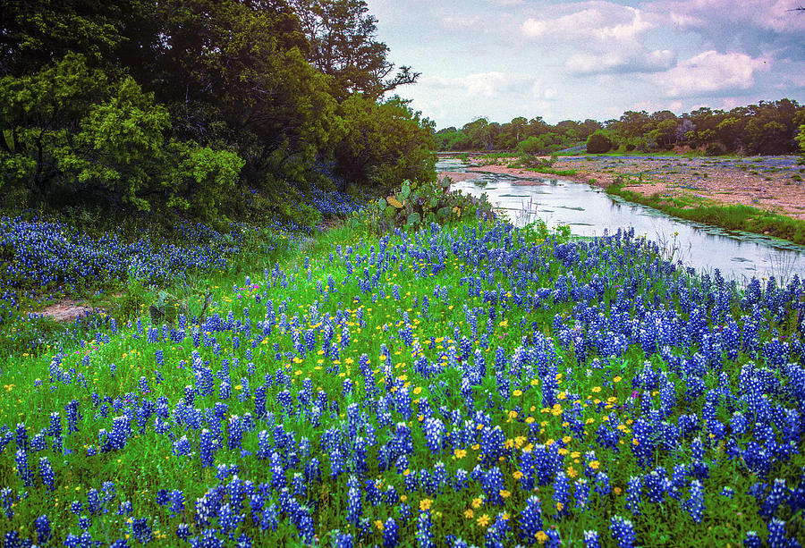 Creek flowing through Texas bluebonnet landscape Photograph by Daniel ...