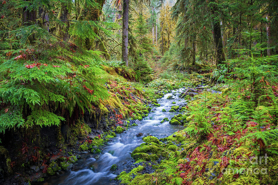 Creek in Quinault  Photograph by Inge Johnsson