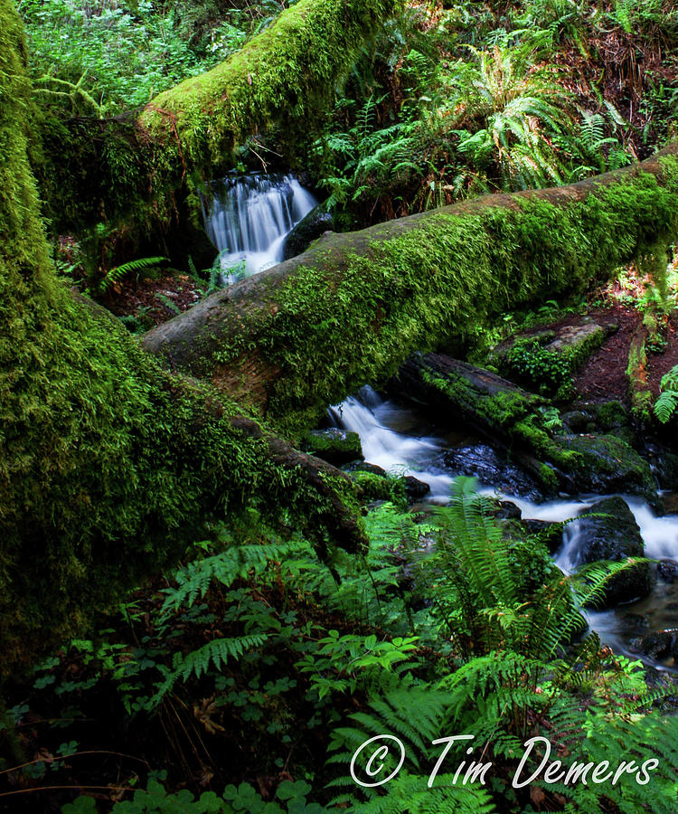 Creek, Prairie Creek State Park Photograph By Tim Demers | Fine Art America