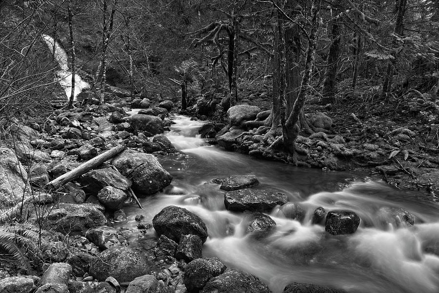 Creek Run Out Black And White Photograph