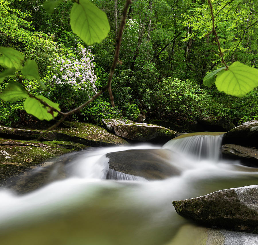 Creek Shade Pisgah National Forest Photograph by Donnie Whitaker