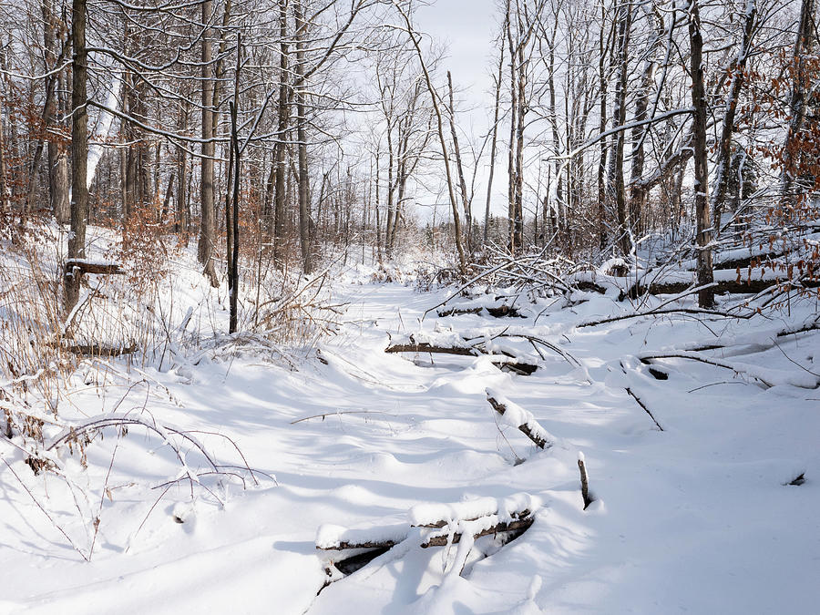 Creekbed in winter. Photograph by Rob Huntley