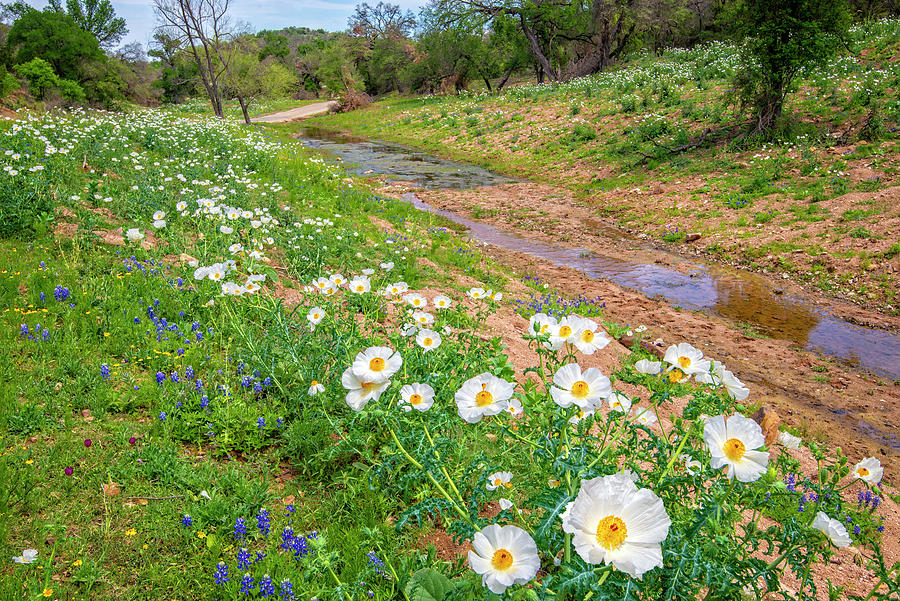 Creekside Poppies and Bluebonnets on the Willow City Loop Photograph by Lynn Bauer
