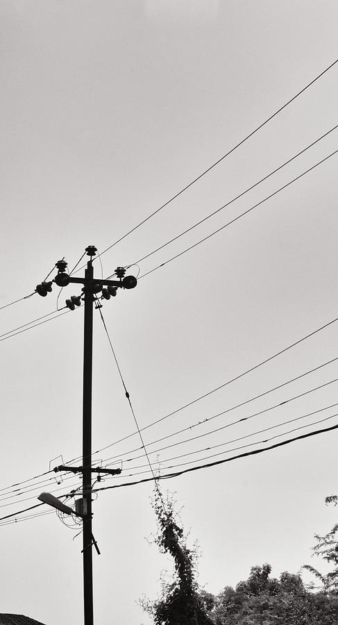 Creeper Pole Photograph by Krishnan Srinivasan - Fine Art America
