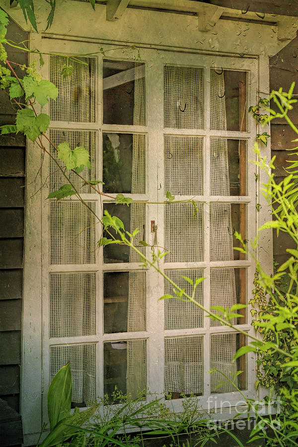 Creepers on my Window Photograph by Elaine Teague