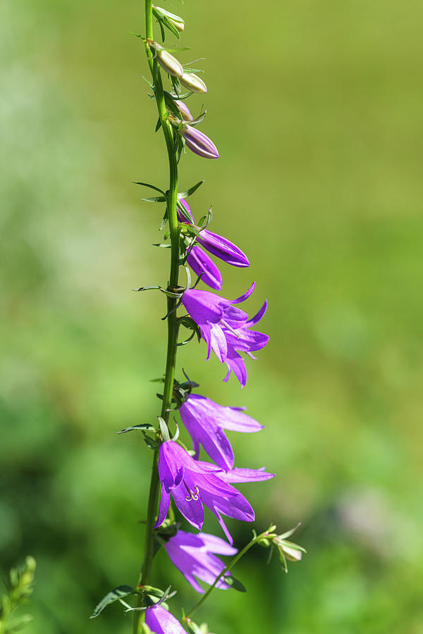 Creeping Bellflower Photograph by Marianne Campolongo