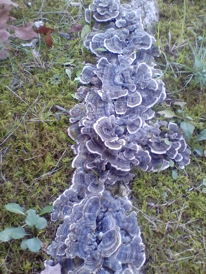 Creeping Blue Fungus Photograph by Erica Hidvegi