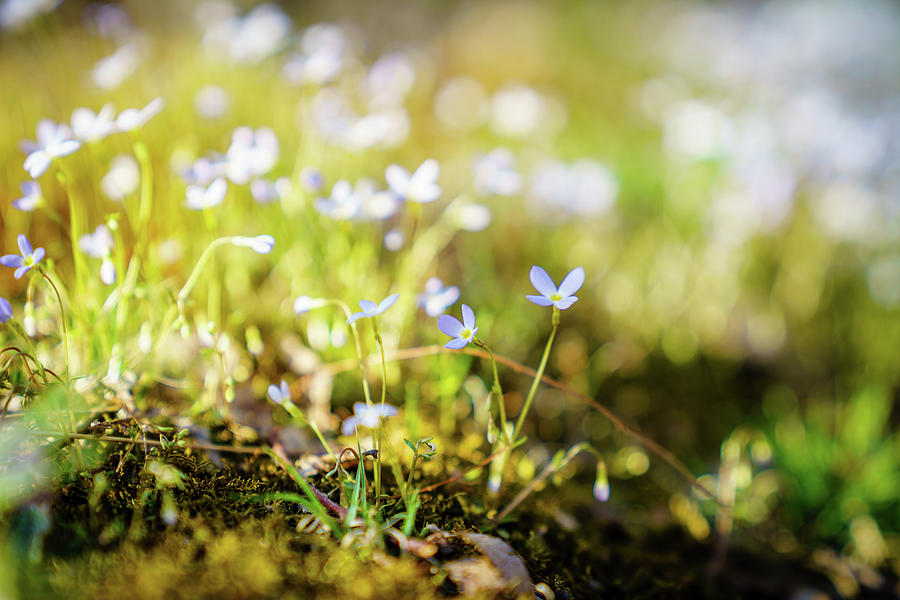 Creeping Bluet in spring Photograph by Alexey Stiop