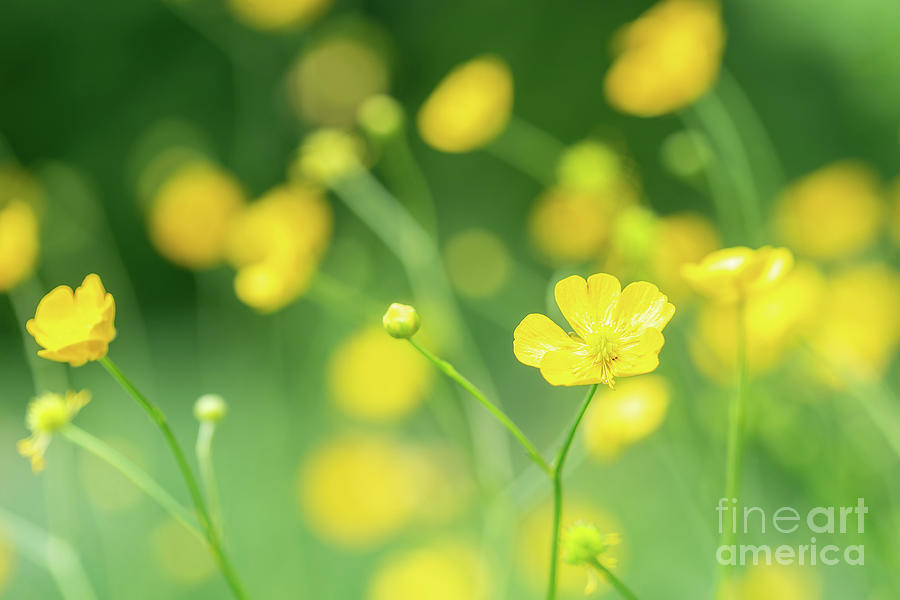 Nature Photograph - Creeping Buttercups Ranunculus repens in flower by Manuel Dobrincu