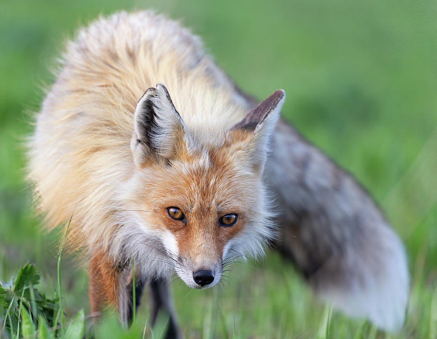 Creeping Fox Photograph by Max Waugh