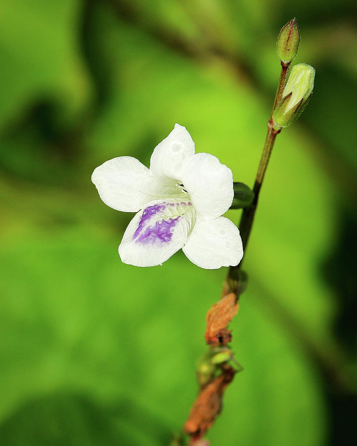 Creeping Foxglove Flower Portrait Photograph by Frankie Bradshaw - Pixels