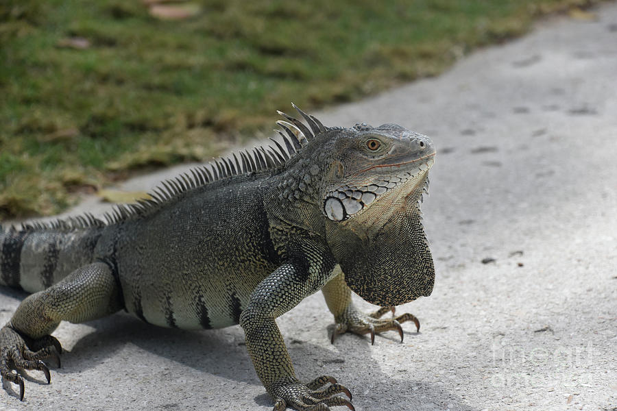 Creeping Grey Iguana With Spikes Along His Back Photograph By Dejavu 