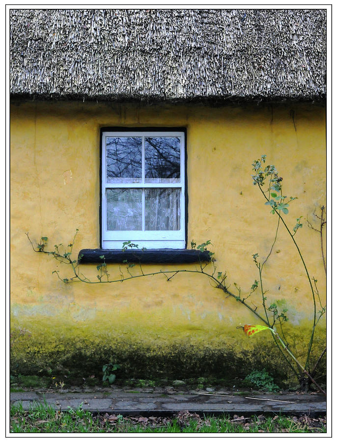 Creeping Ivy on Irish Cottage Photograph by Peggy Dietz