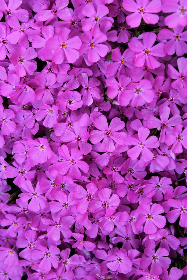 Spring Photograph - Creeping Phlox   by Gregory A Mitchell Photography