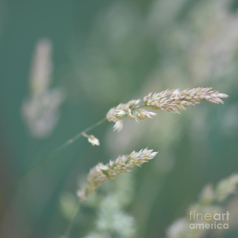 Creeping Soft-grass - Holcus mollis Photograph by Yvonne Johnstone