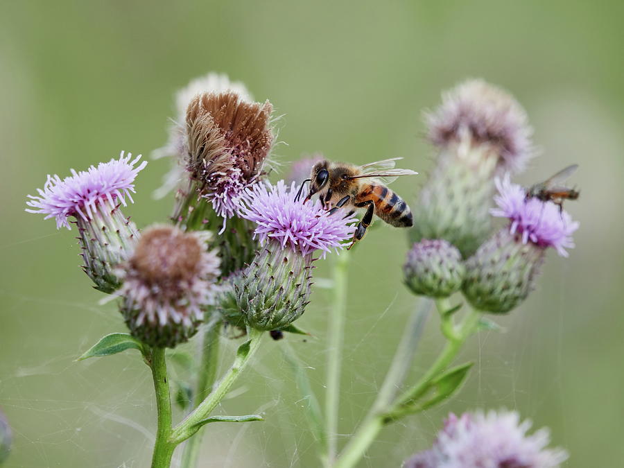 Creeping thistle and a bee Photograph by Jouko Lehto