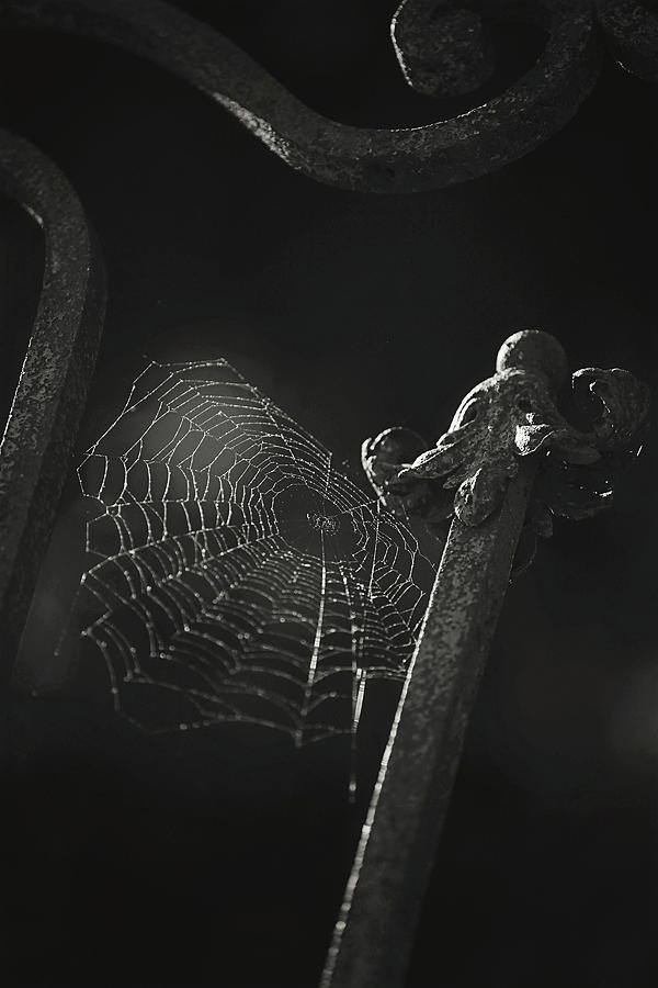 Creepy Cobweb Black and White Version Photograph by Carrie Ann Grippo-Pike