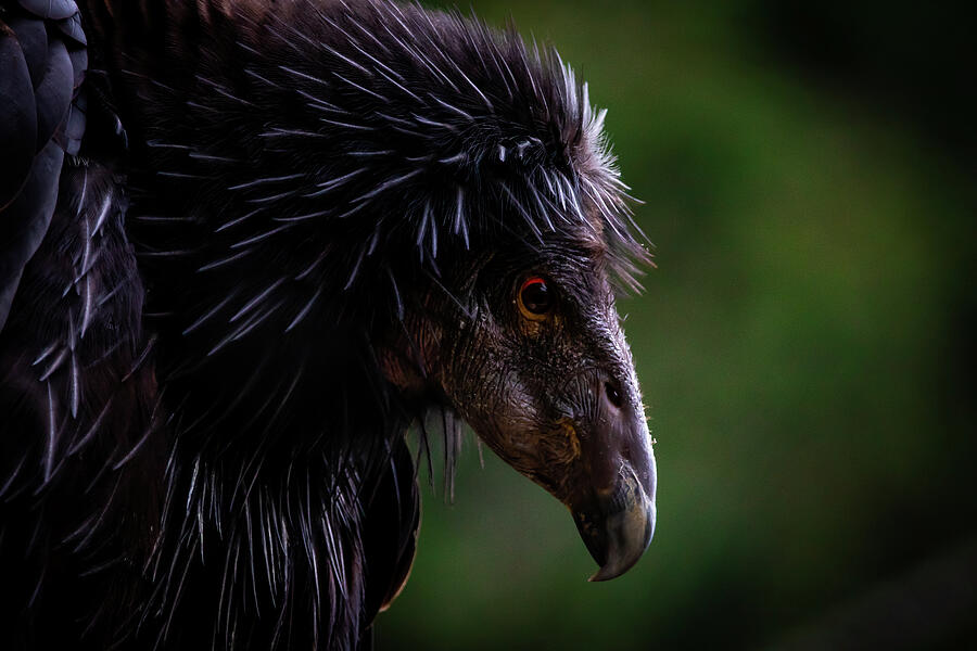 Close-up Photograph - Creepy Condor by Joseph Gray
