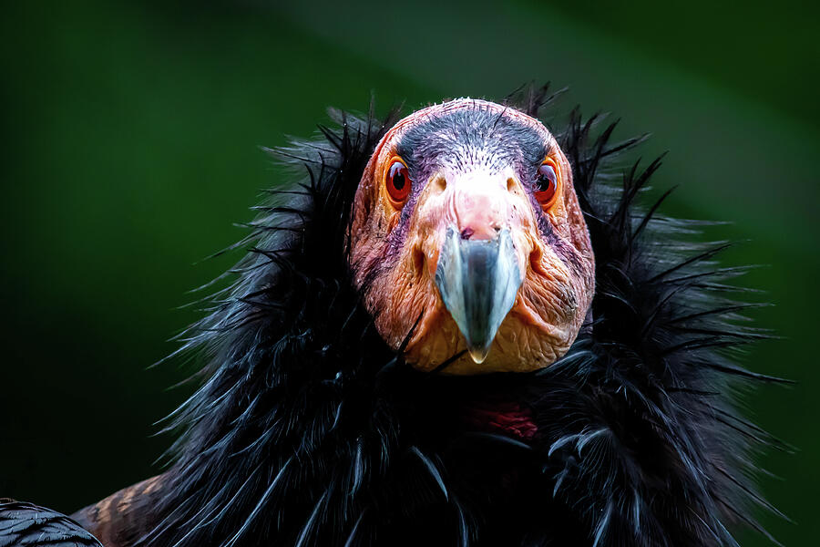 Condor Photograph - Creepy Condor Staring at You by Joseph Gray