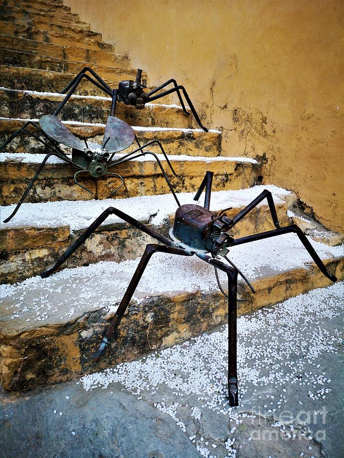 Creepy Crawlers Photograph by Jarek Filipowicz