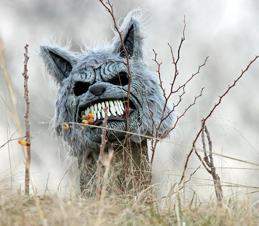 Creepy Critter Photograph by Steve Gass - Fine Art America