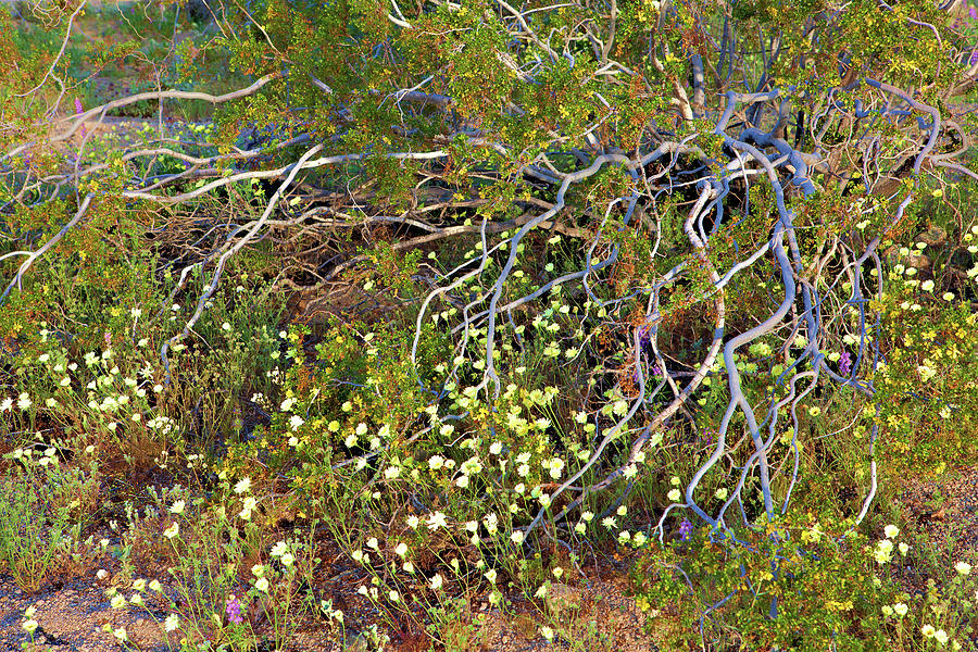 Creosote Bush And Wildflowers At Joshua Tree National Park Photograph