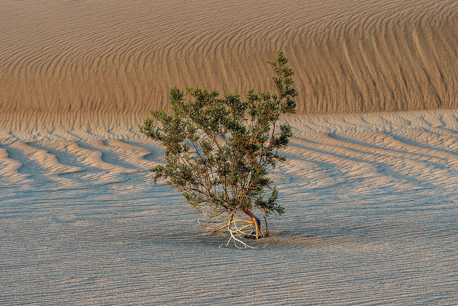 Creosote Bush on Mesquite Dunes Death Valley National Park CA US Photograph by Doug Holck