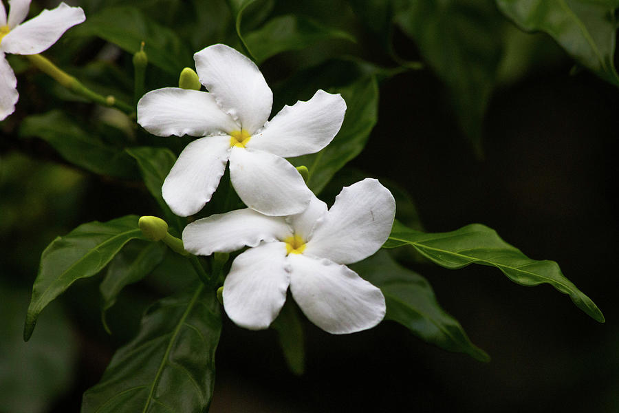 Crepe Jasmine Photograph By Joanna Freeman Fine Art America