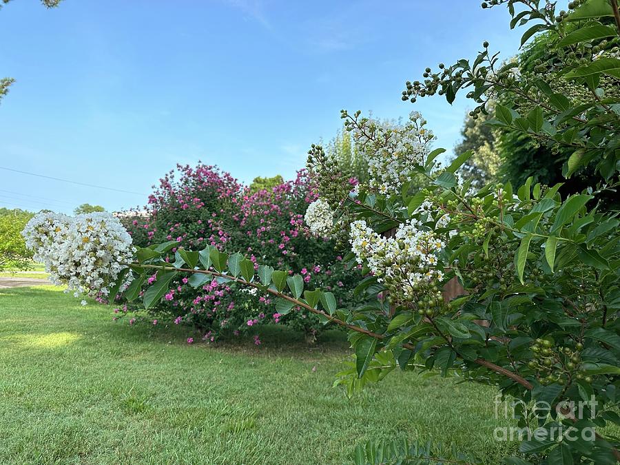 Crepe Myrtle Accent Photograph by Catherine Wilson