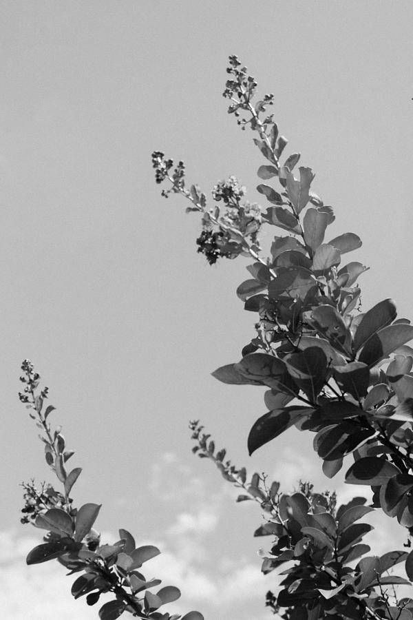 Crepe Myrtle Black and White Photograph by W Craig Photography