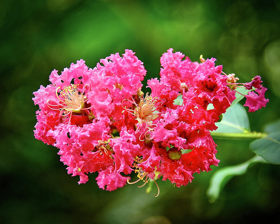 Nature Photograph - Crepe Myrtle Blossom by Carol Bradley