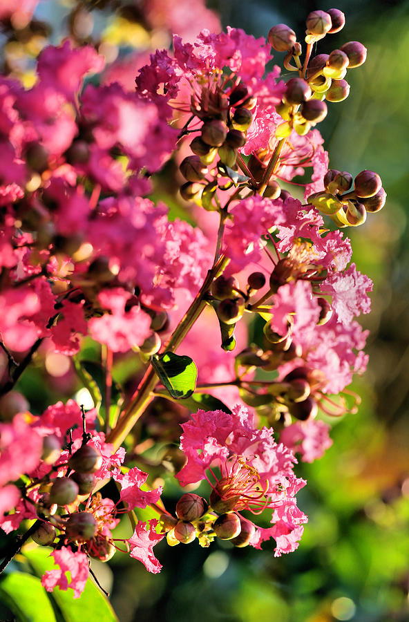 Crepe Myrtle Buds and Blossoms - A Summertime Golden Hour Impression Photograph by Steve Ember