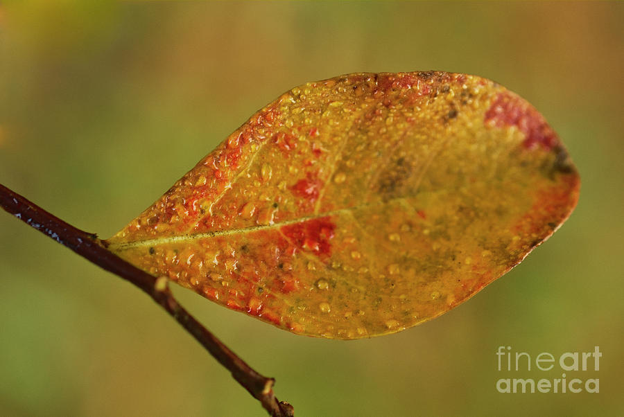 Crepe Myrtle Fall Leaf Photograph by Iris Richardson