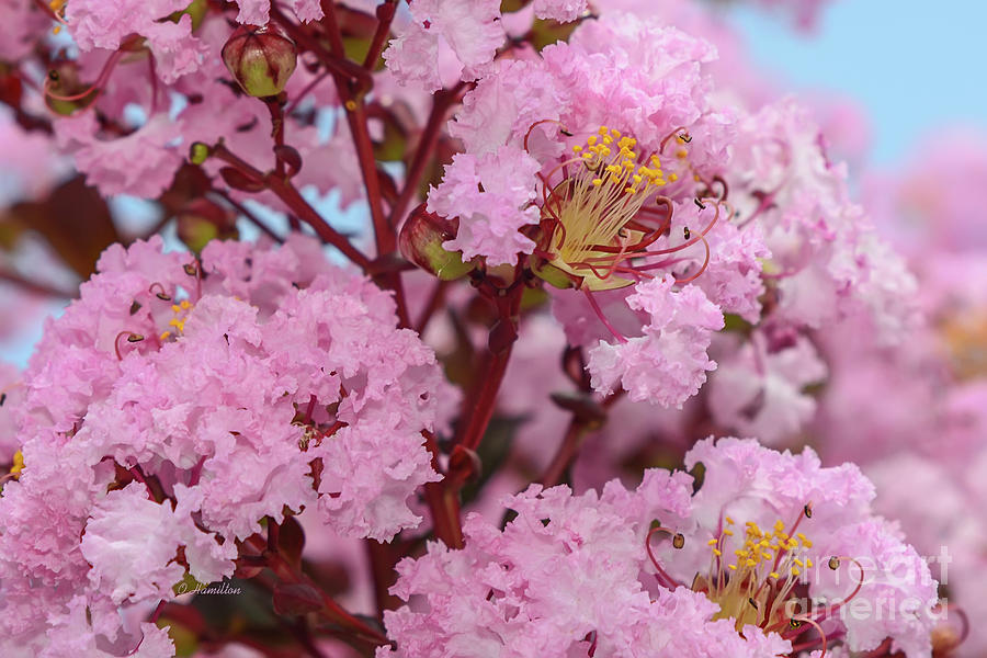 Crepe Myrtle Flowers Photograph by Olga Hamilton