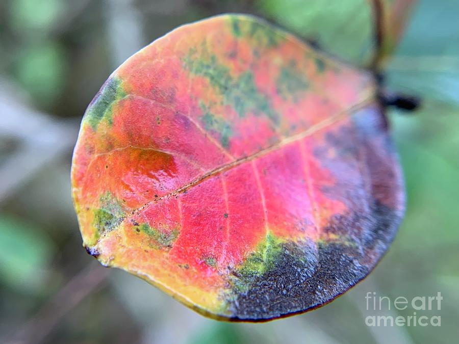 Crepe Myrtle Leaf Photograph by Catherine Wilson