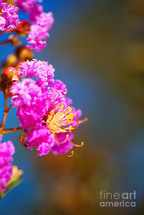 Crepe Myrtle Pink Flowers Photograph by Joy Watson
