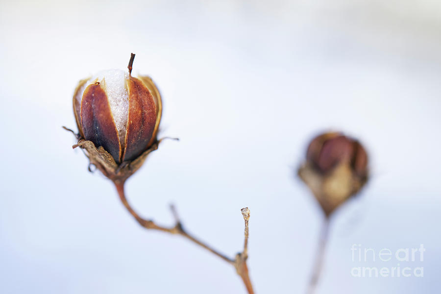 Crepe Myrtle Seed Pod In Winter Photograph