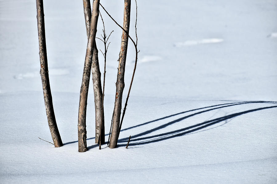 Crepe Myrtle Shadows On Snow Photograph by Kathy K McClellan