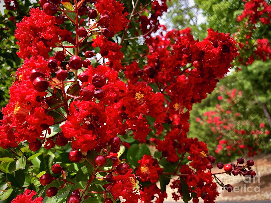 Red Crepe Myrtle Tree 2022 Photograph by Eunice Warfel