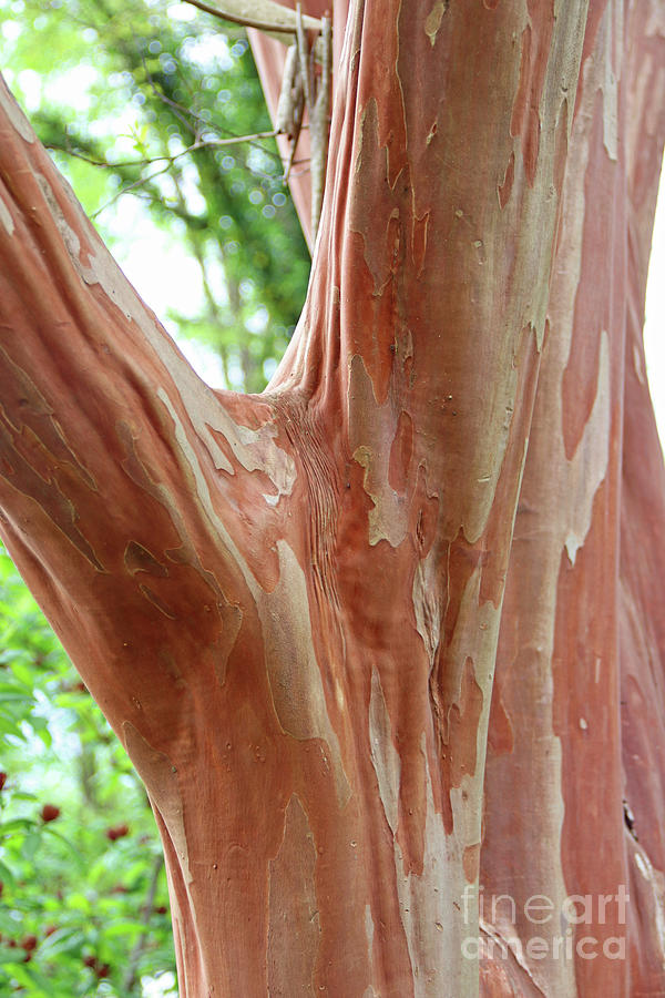 Crepe Myrtle Tree Trunk   8239 Photograph by Jack Schultz
